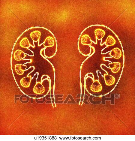 Stock Photo - Human kidneys, illustration. Fotosearch