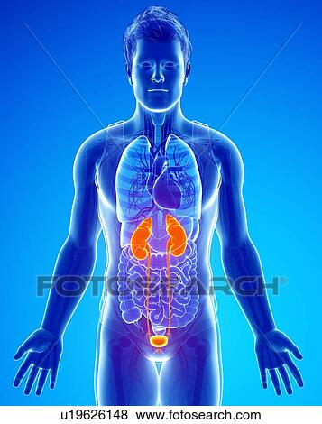 Stock Photo - Human kidneys, illustration. Fotosearch