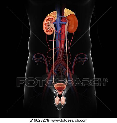 Stock Photo - Human kidneys, illustration. Fotosearch