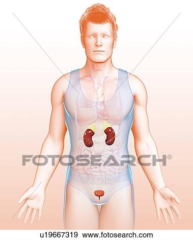 Stock Photo - Human kidneys, illustration. Fotosearch