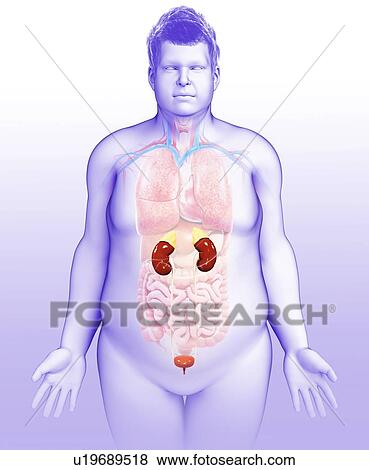 Stock Photo - Human kidneys, illustration. Fotosearch