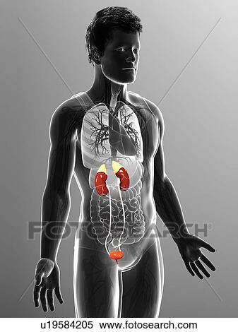 Stock Photography - Human kidneys, illustration. Fotosearch