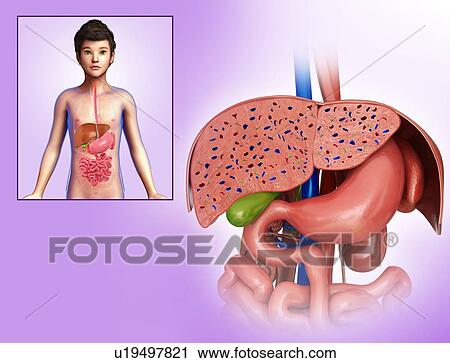 Human liver anatomy, illustration View Large Photo Image Stock Image - Human liver anatomy, illustration. Fotosearch