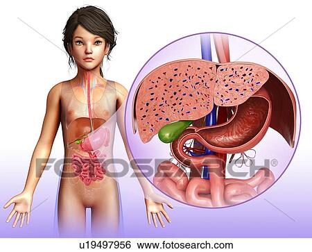 Stock Photograph - Human liver anatomy, illustration. Fotosearch