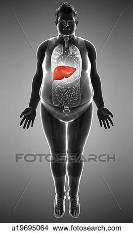 Human liver, illustration View Large Photo Image Picture - Human liver, illustration. Fotosearch
