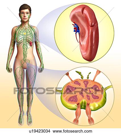 Picture - Human lymph node and spleen, illustration. Fotosearch