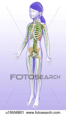 Stock Image - Human lymphatic system, illustration. Fotosearch