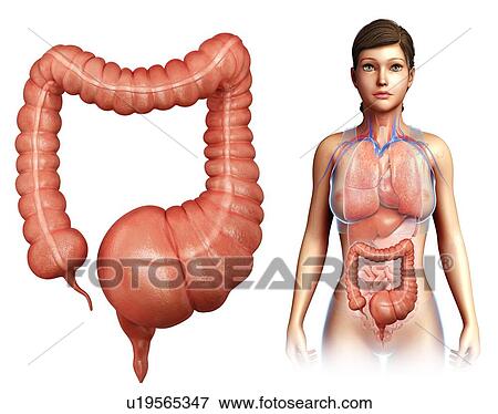 Human mega colon, illustration View Large Photo Image Stock Photo - Human mega colon, illustration. Fotosearch
