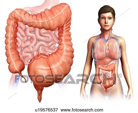 Stock Photo - Human mega colon, illustration. Fotosearch