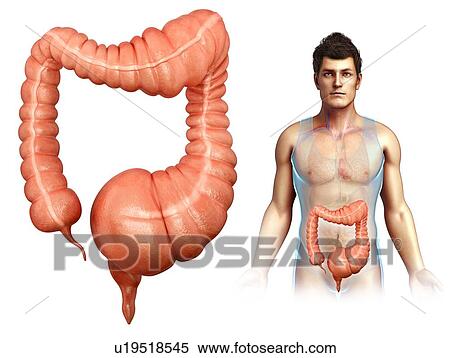 Stock Photography - Human mega colon, illustration. Fotosearch