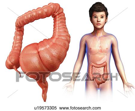 Stock Photography - Human mega colon, illustration. Fotosearch