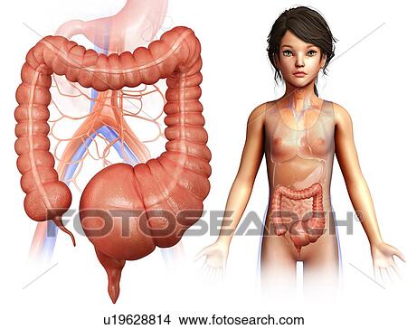 Picture - Human megacolon, illustration. Fotosearch