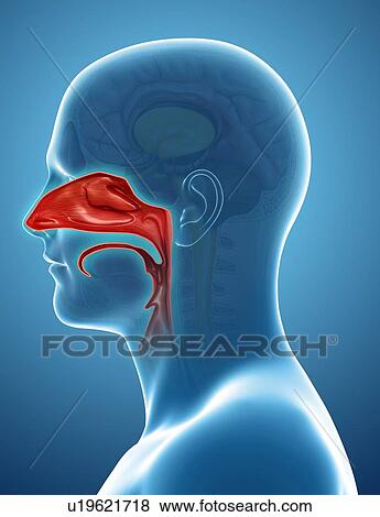 Stock Photo - Human nasal cavity, illustration. Fotosearch