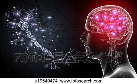 Picture - Human nerve cell, illustration. Fotosearch