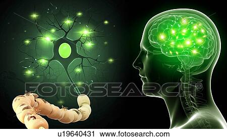 Stock Image - Human nerve cell, illustration. Fotosearch