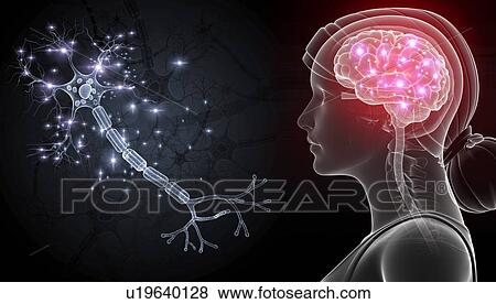 Stock Photo - Human nerve cell, illustration. Fotosearch