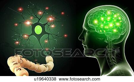 Stock Photo - Human nerve cell, illustration. Fotosearch