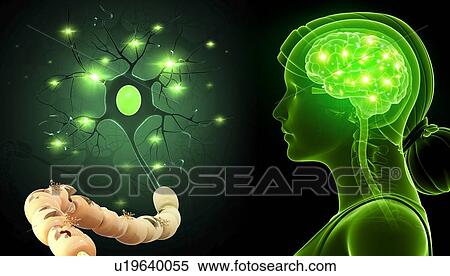 Stock Photography - Human nerve cell, illustration. Fotosearch
