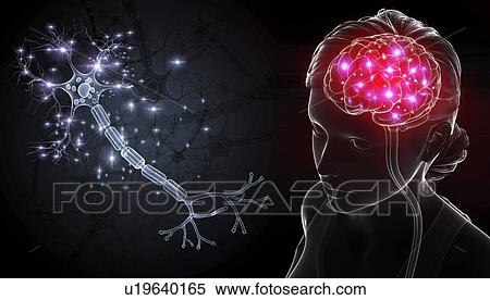 Human nerve cell, illustration View Large Photo Image Stock Photography - Human nerve cell, illustration. Fotosearch