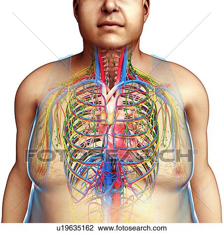 Stock Image - Human organs and chest, illustration. Fotosearch