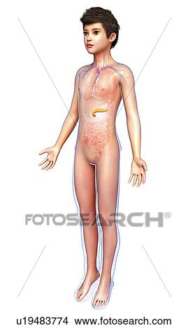 Picture - Human pancreas, illustration. Fotosearch