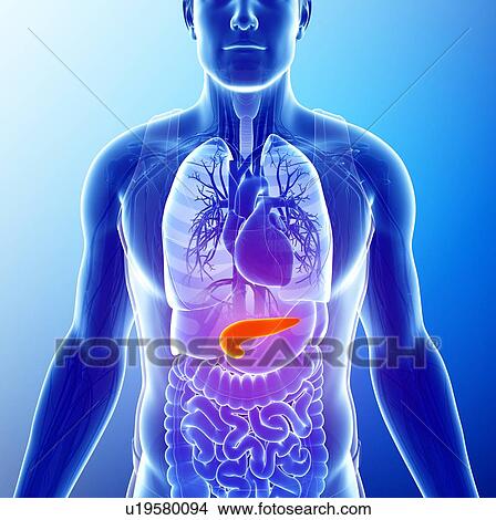 Picture - Human pancreas, illustration. Fotosearch