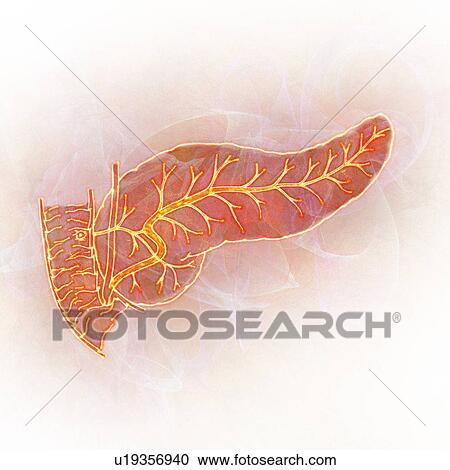 Human pancreas, illustration View Large Photo Image Stock Image - Human pancreas, illustration. Fotosearch