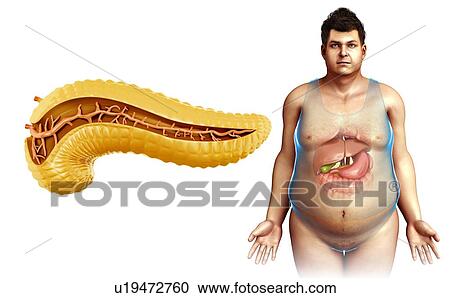 Stock Image - Human pancreas, illustration. Fotosearch