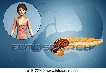 Stock Image - Human pancreas, illustration. Fotosearch