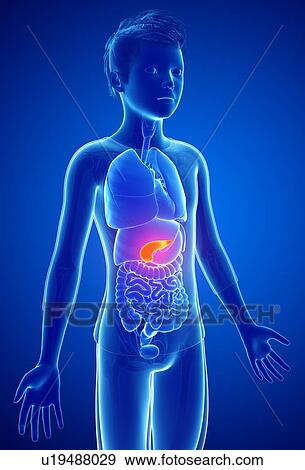 Human pancreas, illustration View Large Photo Image Stock Photo - Human pancreas, illustration. Fotosearch