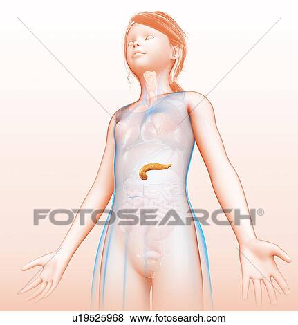 Stock Photo - Human pancreas, illustration. Fotosearch