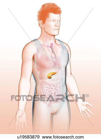 Human pancreas, illustration View Large Photo Image Stock Photo - Human pancreas, illustration. Fotosearch