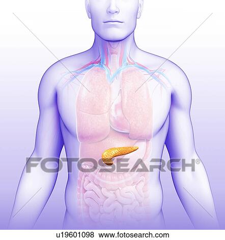 Stock Photo - Human pancreas, illustration. Fotosearch