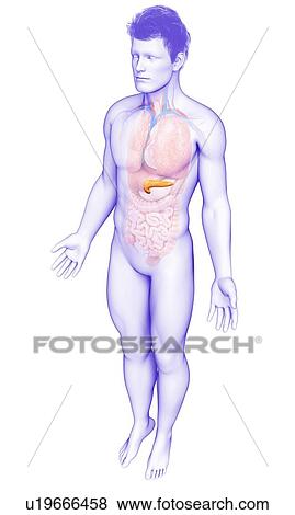 Stock Photo - Human pancreas, illustration. Fotosearch