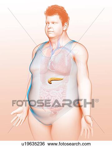 Human pancreas, illustration View Large Photo Image Stock Photograph - Human pancreas, illustration. Fotosearch