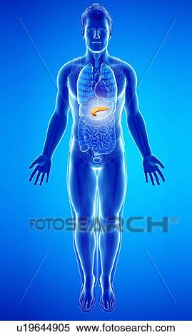 Stock Photography - Human pancreas, illustration. Fotosearch