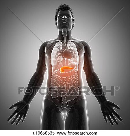 Stock Photography - Human pancreas, illustration. Fotosearch