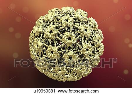 Human papilloma virus, illustration View Large Photo Image Stock Image - Human papilloma virus, illustration. Fotosearch