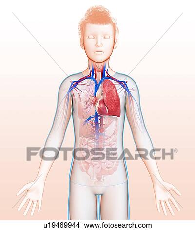 Human respiratory system, illustration View Large Photo Image Picture - Human respiratory system, illustration. Fotosearch