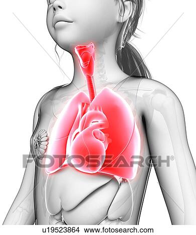 Human respiratory system, illustration View Large Photo Image Picture - Human respiratory system, illustration. Fotosearch