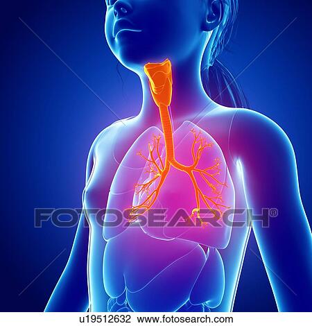 Human respiratory system, illustration View Large Photo Image Stock Image - Human respiratory system, illustration. Fotosearch