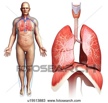 Stock Image - Human respiratory system, illustration. Fotosearch