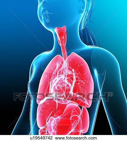 Stock Image - Human respiratory system, illustration. Fotosearch