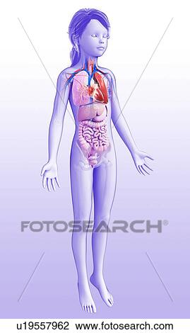 Human respiratory system, illustration View Large Photo Image Stock Image - Human respiratory system, illustration. Fotosearch