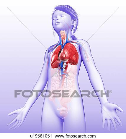 Human respiratory system, illustration View Large Photo Image Stock Image - Human respiratory system, illustration. Fotosearch