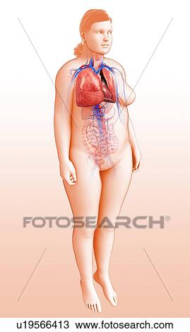 Stock Image - Human respiratory system, illustration. Fotosearch