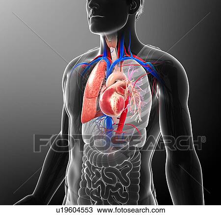 Stock Image - Human respiratory system, illustration. Fotosearch