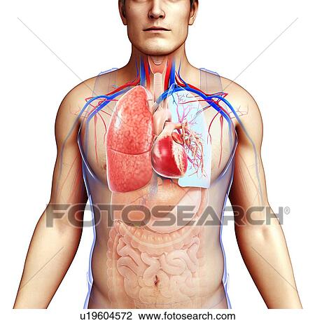 Stock Image - Human respiratory system, illustration. Fotosearch