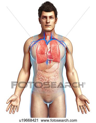 Stock Image - Human respiratory system, illustration. Fotosearch