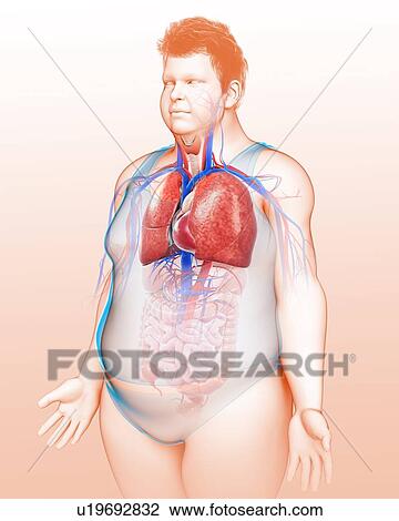 Stock Image - Human respiratory system, illustration. Fotosearch